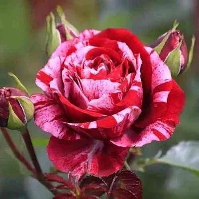 Саженцы роз ДИП ИМПРЕШН флорибунда в Воронеже