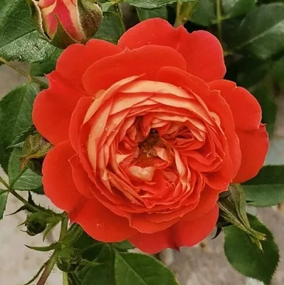 Саженцы роз СТАРЛЕТ РОУЗ КАРМЕН плетистая  Саженцы роз СТАРЛЕТ РОУЗ КАРМЕН плетистая в Воронеже