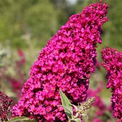 Буддлея давида РОЯЛ РЕД  Буддлея давида РОЯЛ РЕД в Воронеже