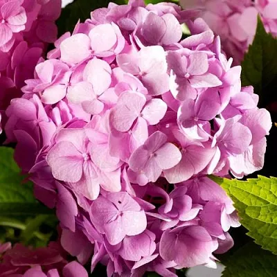 Гортензия БУКЕТ РОУЗ крупнолистная  Гортензия БУКЕТ РОУЗ крупнолистная в Воронеже