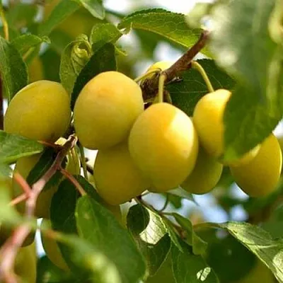 Слива ОЧАКОВСКАЯ ЖЕЛТАЯ в Воронеже