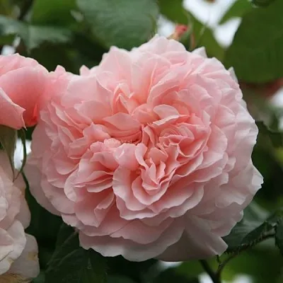 Саженцы роз РОЗ ДЕ ТОЛБИАК плетистая  Саженцы роз РОЗ ДЕ ТОЛБИАК плетистая в Воронеже