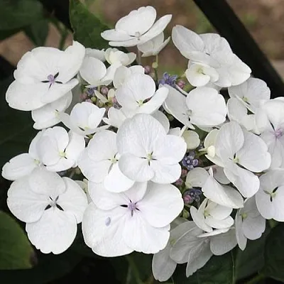 Гортензия ЛИБЕЛЛЕ крупнолистная  Гортензия ЛИБЕЛЛЕ крупнолистная в Воронеже