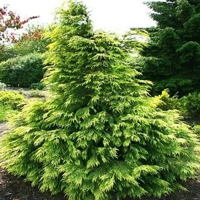 Кипарисовик САНКИСТ лавсона  Кипарисовик САНКИСТ лавсона в Воронеже