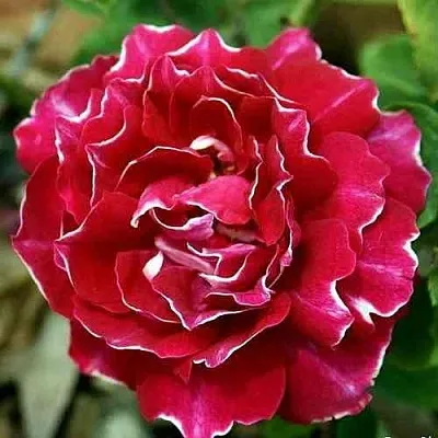 Саженцы роз БАРОН ЖИРО ДЕ ЛЕН ремонтантная в Воронеже