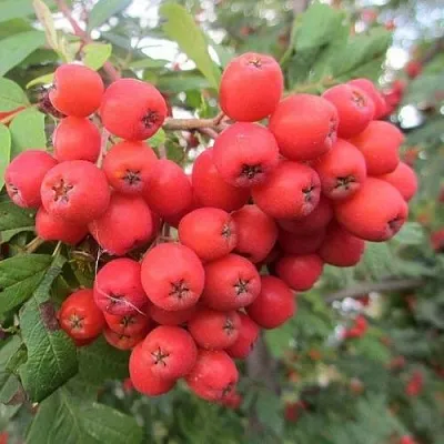 Рябина НЕВЕЖИНСКАЯ сладкоплодная  Рябина НЕВЕЖИНСКАЯ сладкоплодная в Воронеже