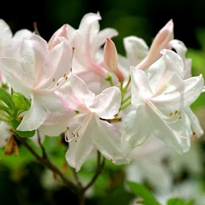 Азалия УАЙТ ЛАЙТС листопадная  Азалия УАЙТ ЛАЙТС листопадная в Воронеже