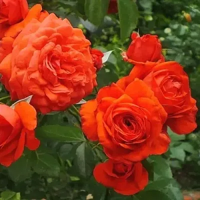 Саженцы роз МАЙНТАУЭР плетистая  Саженцы роз МАЙНТАУЭР плетистая в Воронеже