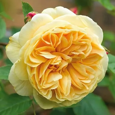 Саженцы роз ТИЗИНГ ДЖОРДЖИЯ английская  Саженцы роз ТИЗИНГ ДЖОРДЖИЯ английская в Воронеже