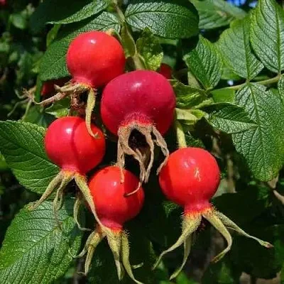 Шиповник ВИТАМИННЫЙ ВНИВИ  Шиповник ВИТАМИННЫЙ ВНИВИ в Воронеже