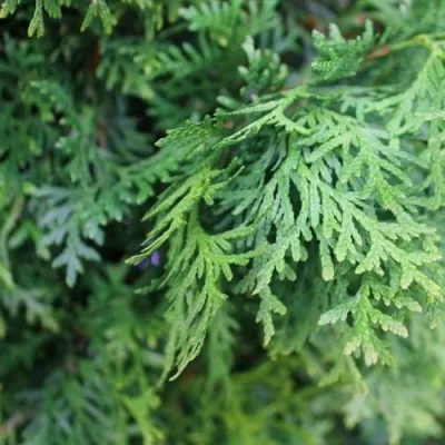 Туя ПИРАМИДАЛИС КОМПАКТА западная — описание сорта Туя ПИРАМИДАЛИС КОМПАКТА западная в Воронеже