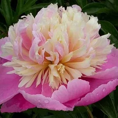 Пион ВЕСЕННЯЯ ПАЛИТРА травянистый  Пион ВЕСЕННЯЯ ПАЛИТРА травянистый в Воронеже