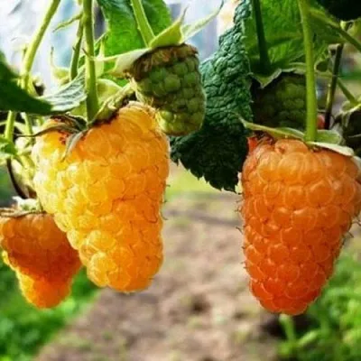 Малина ОРАНЖЕВОЕ ЧУДО в Воронеже