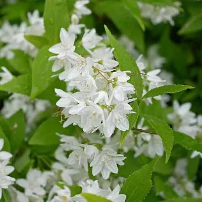 Дейция шершавая  Дейция шершавая в Воронеже