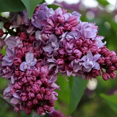 Сирень П.П.КОНЧАЛОВСКИЙ  Сирень П.П.КОНЧАЛОВСКИЙ в Воронеже