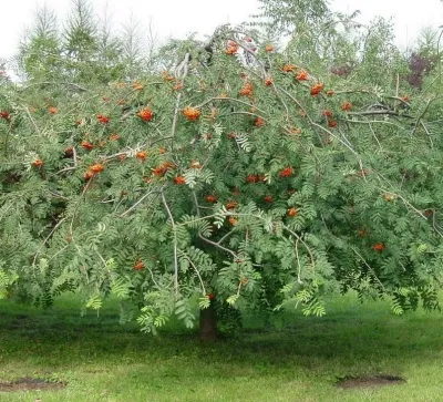 Рябина ПЛАКУЧАЯ сладкоплодная в Воронеже
