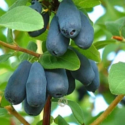 Жимолость съедобная ЮГАНА в Воронеже