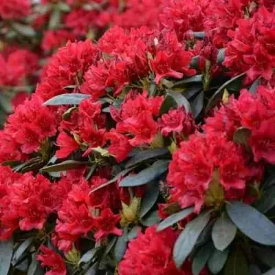 Рододендрон БУЗУКИ  Рододендрон БУЗУКИ в Воронеже