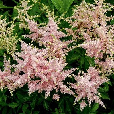 Астильба СЕСТРА ТЕРЕЗА Арендса  Астильба СЕСТРА ТЕРЕЗА Арендса в Воронеже