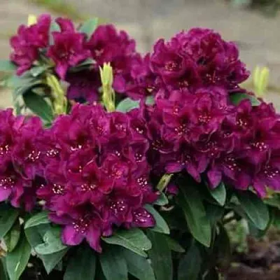 Рододендрон КАЛИ  Рододендрон КАЛИ в Воронеже