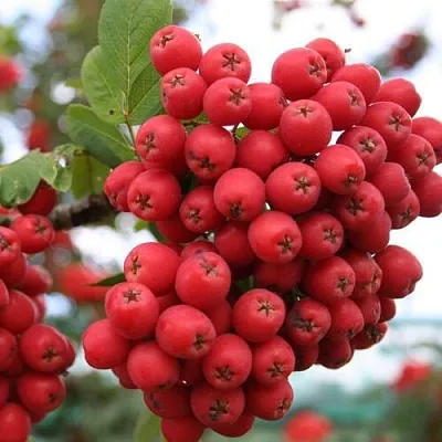 Рябина АЛАЯ КРУПНАЯ сладкоплодная  Рябина АЛАЯ КРУПНАЯ сладкоплодная в Воронеже