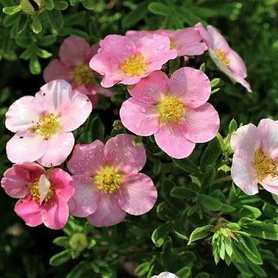 Лапчатка ЛАВЛИ ПИНК кустарниковая  Лапчатка ЛАВЛИ ПИНК кустарниковая в Воронеже