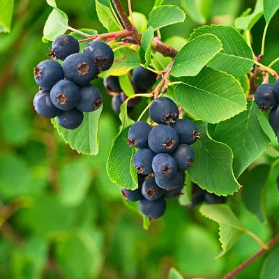 Ирга КОЛОСИСТАЯ в Воронеже