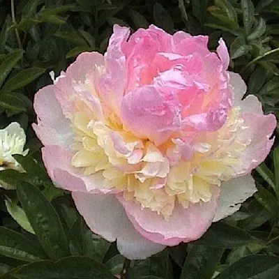 Пион РАСБЕРРИ САНДЕЙ травянистый  Пион РАСБЕРРИ САНДЕЙ травянистый в Воронеже