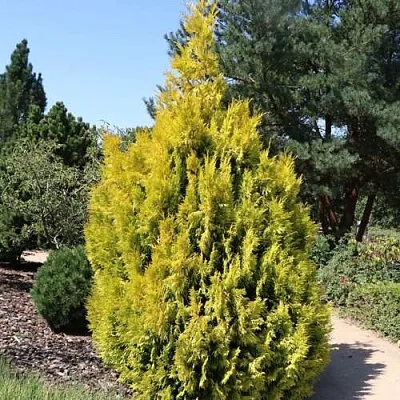 Туя СТОУНХАМ ГОЛД складчатая в Воронеже