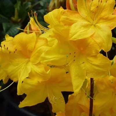 Азалия ЛИМЕТТА листопадная   Азалия ЛИМЕТТА листопадная  в Воронеже