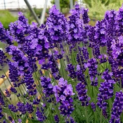 Лаванда ХИДКОТ БЛЮ узколистная  Лаванда ХИДКОТ БЛЮ узколистная в Воронеже