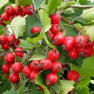 Боярышник СВАЯК  Боярышник СВАЯК в Воронеже