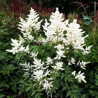 Астильба ДОЙЧЛАНД японская  Астильба ДОЙЧЛАНД японская в Воронеже