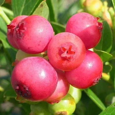 Голубика ПИНК ЛИМОНАД в Воронеже