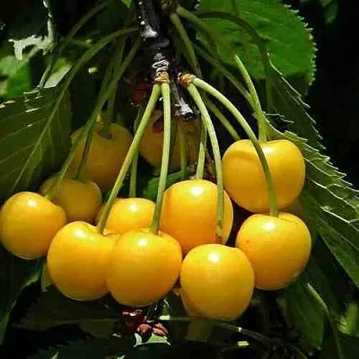 Черешня ЧЕРМАШНАЯ  Черешня ЧЕРМАШНАЯ в Воронеже