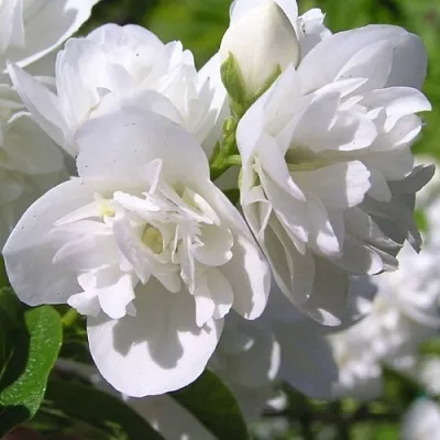 Жасмин ЖИРАНДОЛЬ в Воронеже