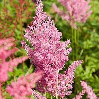 Астильба РЕЙНЛЕНД японская  Астильба РЕЙНЛЕНД японская в Воронеже