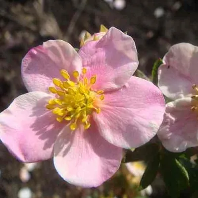 Лапчатка ПИНК КВИН кустарниковая  Лапчатка ПИНК КВИН кустарниковая в Воронеже