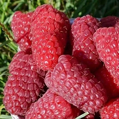 Малина САМОСВАЛ  Малина САМОСВАЛ в Воронеже