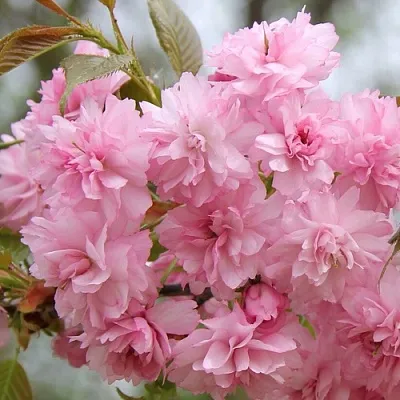 Сакура РОЗЕА ПЛЕНА  Сакура РОЗЕА ПЛЕНА в Воронеже