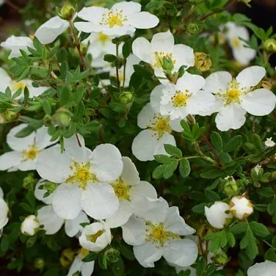 Лапчатка АББОТСВУД кустарниковая  Лапчатка АББОТСВУД кустарниковая в Воронеже