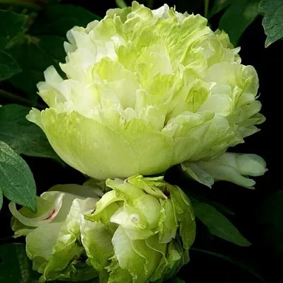 Пион ЗЕЛЕНЫЙ ШАР древовидный  Пион ЗЕЛЕНЫЙ ШАР древовидный в Воронеже