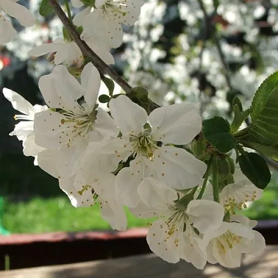 Вишня УМБРАКУЛИФЕРА  Вишня УМБРАКУЛИФЕРА в Воронеже