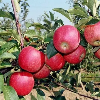 Яблоня АПОРТ в Воронеже