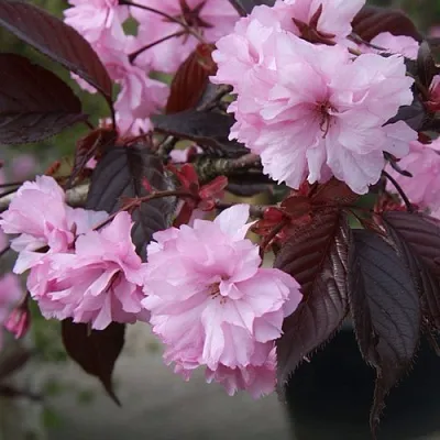 Сакура РОЯЛ БУРГУНДИ  Сакура РОЯЛ БУРГУНДИ в Воронеже