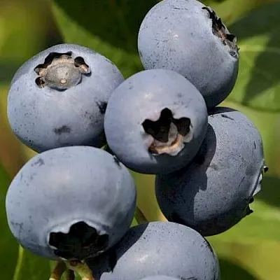 Голубика ЧАНДЛЕР в Воронеже