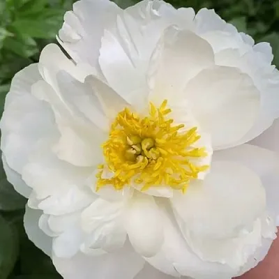 Пион ДУБЛИН травянистый  Пион ДУБЛИН травянистый в Воронеже