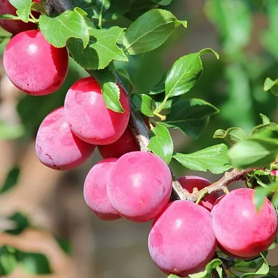 Алыча в Воронеже