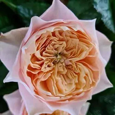 Саженцы роз ВУВУЗЕЛА РОМАНТИК чайно-гибридная в Воронеже