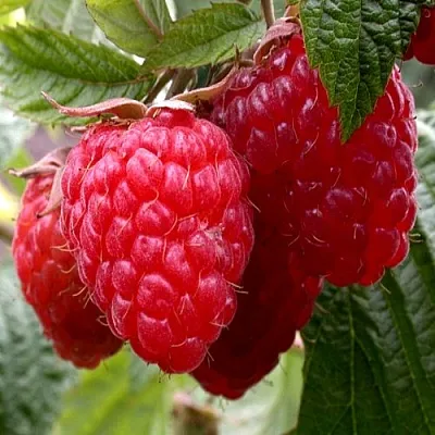 Малина КВЕЛЛИ  Малина КВЕЛЛИ в Воронеже